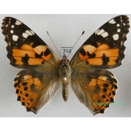 Vanessa cardui (Linnaeus, 1758) ex. ovo, Rusałka osetnik Czech31d
